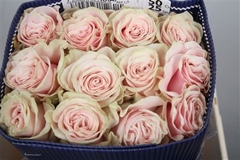 R Gr Pink Mondial 50cm