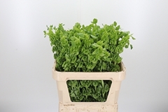 Moluccella Piece 80cm