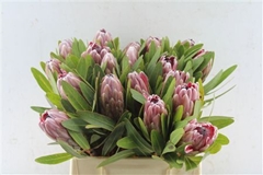 Protea Pink Ice 40cm
