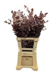 Eucalyp Klb Bs H% 70cm 150gram