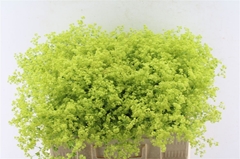 Alchem M Robustica 55cm