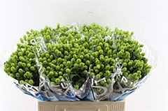 Hyper Coco Bamboo Green 60cm