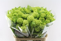 Viburnum Roseum St 60cm