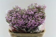 Chame Un Pirouette 70cm 70gram 24
