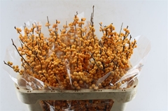 Ilex Golden Verboom 70cm
