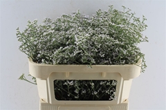 Lim White Neto 70cm 35gram
