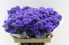 Lim S Pippa Wings 75cm 55gram