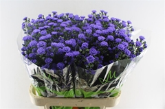 Ast Astee Dark Milka 80cm 30gram