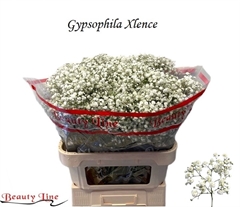 Gyps Pa Xlence 80cm 35gram