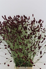 Sanguisorba Officina 100cm