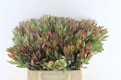 Leucad Other 40cm
