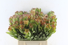 Leucad Safari Goldst 40cm