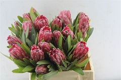 Protea Lancelot 40cm
