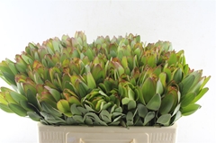 Leucad Safari Goldst 50cm