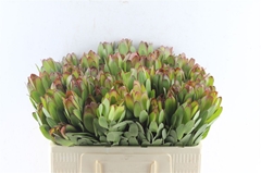 Leucad Safari Goldst 50cm