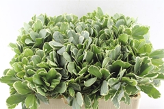 Pittosporum Ilan 50cm
