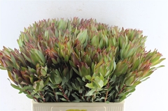 Leucad Other 60cm