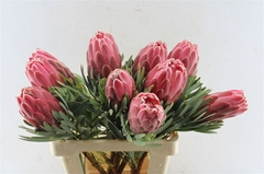 Protea Venus 60cm