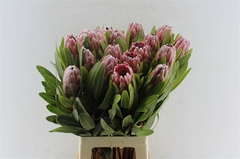 Protea Pink Ice 70cm
