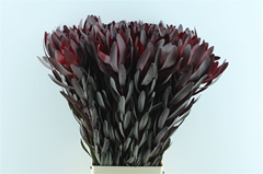 Leucad Safari Sunset 100cm