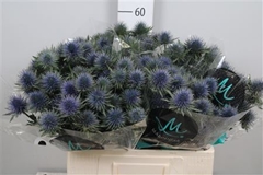Eryng Magnetar Qstar 60cm