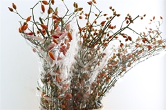Rosa (ROZEBOTTEL) 120cm