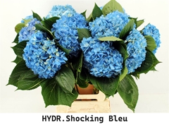 Hydr Other 65cm 18cm Ø