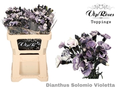 Di Solomio Violetta (L50 Cm)