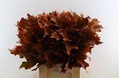 Querc Rubra Klb 21% 60cm