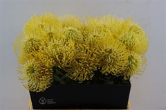 Leuco Nut High Gold 40cm