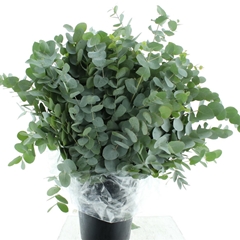 Euca Cinerea P Bunch 70cm 200gram
