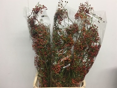Rosa Corallo 100cm