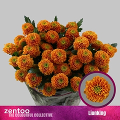 Chr T Lionking 70cm 90gram