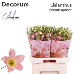 Eus G Botan Apricot 70cm