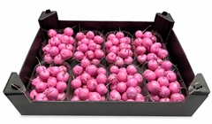 Gewaxde Appel 21%