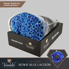 Chr S Aaa Bow Klb H% 55cm 110g
