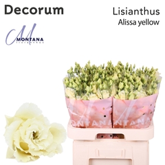 Eust G Alissa Yellow 70cm