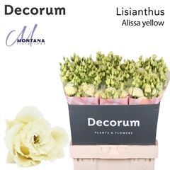 Eust G Alissa Yellow 70cm