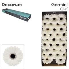 Germini Olaf 45cm 7cm Ø
