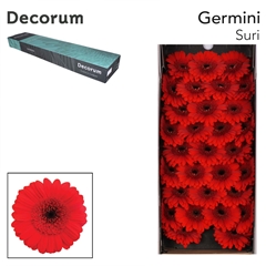 Germini Suri 45cm 7cm Ø