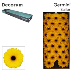 Germini Sailor 45cm 7cm Ø