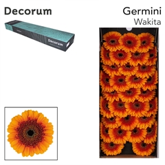 Germini Wakita 45cm 7cm Ø