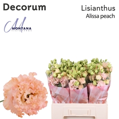 Eus G Alissa Peach 60cm
