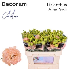 Eus G Alissa Peach 60cm