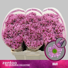 Chr S Aaa Bluff 55cm 100g