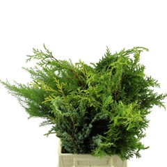 Chamaecyparis Gem Bs 40cm