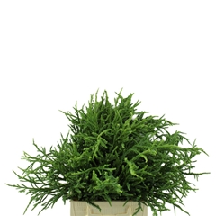 Cryptom J Rasen Bs 40cm