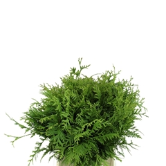 Thujopsis Dolabr Bs 40cm