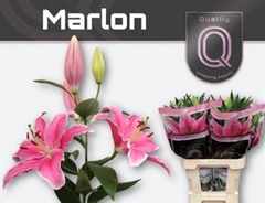 Li Or Marlon