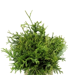 Thujopsis Dolabr Bs 40cm